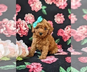 Poodle (Miniature) Puppy for sale in OXFORD, PA, USA