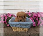 Small #4 English Cream Golden Retriever