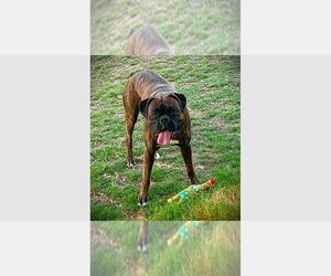 Boxer Dogs for adoption in Austin, TX, USA