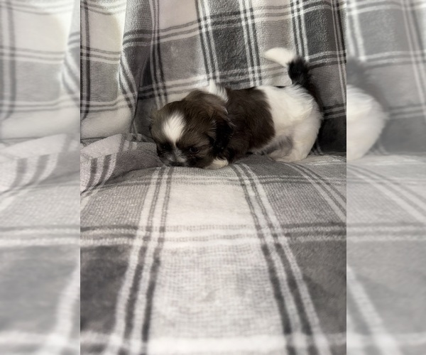 Medium Photo #5 Shih Tzu Puppy For Sale in GLENDALE HEIGHTS, IL, USA