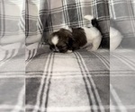 Small #4 Shih Tzu