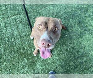 Australian Kelpie Dogs for adoption in Pasadena, CA, USA