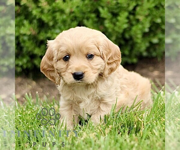 Medium Photo #3 Golden Retriever Puppy For Sale in STRASBURG, PA, USA