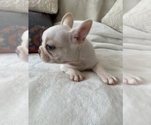 French Bulldog Puppy for sale in JOHNS ISLAND, SC, USA
