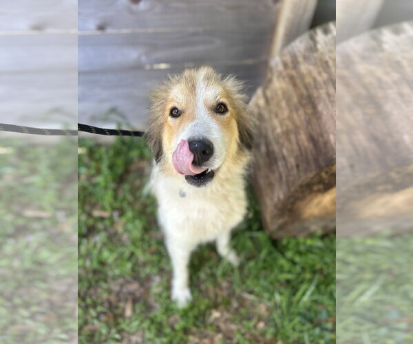Medium Photo #7 Great Pyrenees Puppy For Sale in Spring, TX, USA
