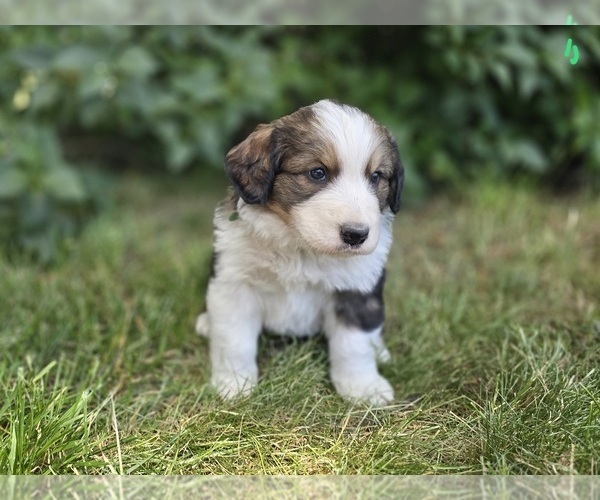 Medium Photo #1 Great Bernese Puppy For Sale in ELGIN, OR, USA