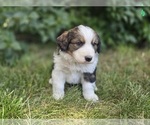 Small Photo #1 Great Bernese Puppy For Sale in ELGIN, OR, USA