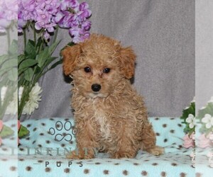 Poovanese Puppy for sale in RISING SUN, MD, USA