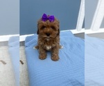 Small Cavapoo