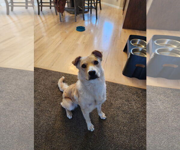 Medium Photo #4 Collie-Unknown Mix Puppy For Sale in Sandy, UT, USA