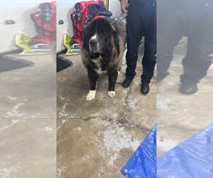 Leonberger-Unknown Mix Dogs for adoption in Calgary, Alberta, Canada