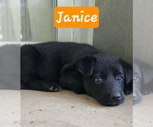 Shepradors Dogs for adoption in Aurora, IN, USA