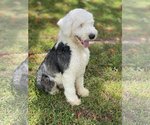 Small Photo #7 Old English Sheepdog-Unknown Mix Puppy For Sale in Miami, FL, USA