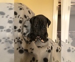 Small Photo #7 Great Dane Puppy For Sale in COLLINSVILLE, OK, USA