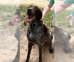 Father of the German Shorthaired Pointer puppies born on 05/26/2025