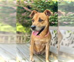 Small #2 Shiba Inu
