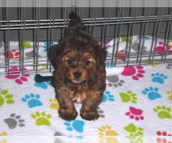 Medium Photo #13 Yorkshire Terrier Puppy For Sale in ORO VALLEY, AZ, USA