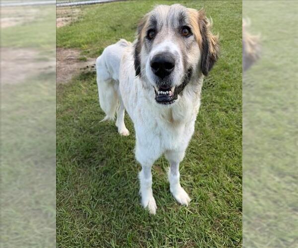 Medium Photo #1 Anatolian Shepherd-Unknown Mix Puppy For Sale in Conroe, TX, USA