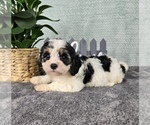 Small #1 Cavapoo