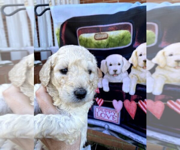 Medium Photo #10 Goldendoodle Puppy For Sale in ZEBULON, NC, USA