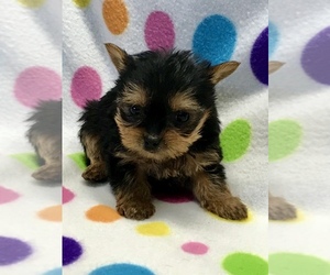 Yorkshire Terrier Puppy for sale in BELDEN, MS, USA