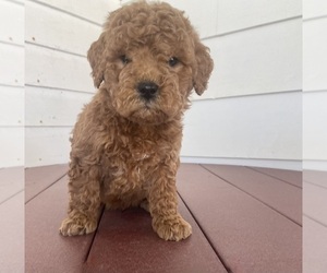 Poodle (Miniature) Puppy for sale in FREDERICKSBURG, OH, USA