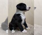 Small Photo #2 Border Collie Puppy For Sale in ANDERSON, SC, USA