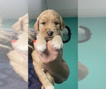 Small #2 Goldendoodle