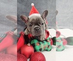 Small Photo #15 French Bulldog Puppy For Sale in FLEMING ISLAND, FL, USA