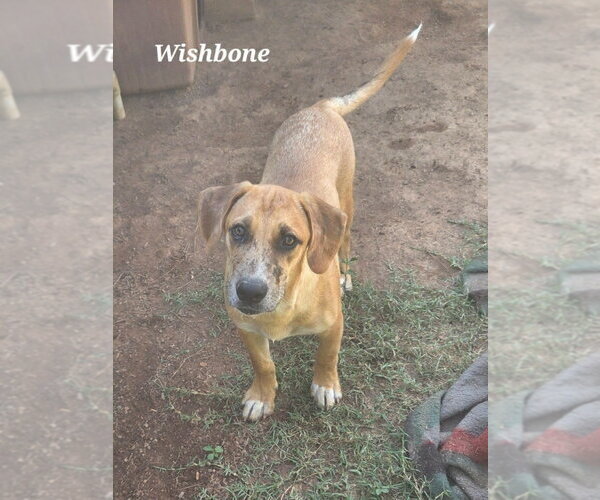 Medium Photo #2 Mutt Puppy For Sale in Canton, CT, USA