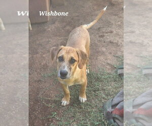 Wishbone - Male Mutt Dog for Adoption - Photo #2