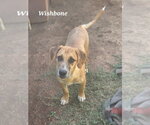 Small #1 Mutt