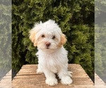 Small #3 ShihPoo