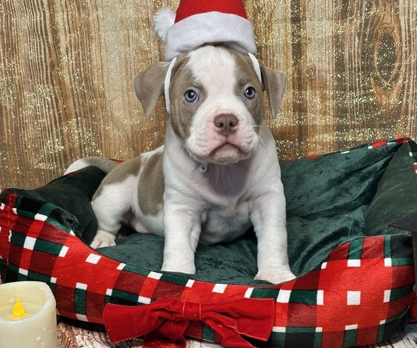 Medium Photo #1 American Bully Puppy For Sale in NORFOLK, VA, USA