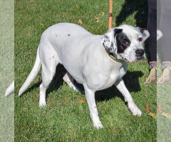 Medium Photo #4 Boxer-Pointer Mix Puppy For Sale in Huntley, IL, USA