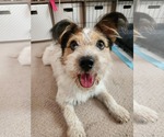 Small #1 Parson Russell Terrier-Pembroke Welsh Corgi Mix