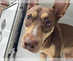 Doberman Pinscher-Unknown Mix Dogs for adoption in Houston, TX, USA