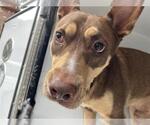 Small Doberman Pinscher Mix