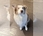 Small Australian Shepherd
