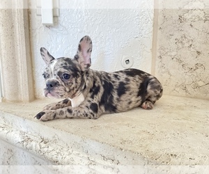 French Bulldog Puppy for sale in MORENO VALLEY, CA, USA