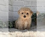 Small #6 Maltipoo
