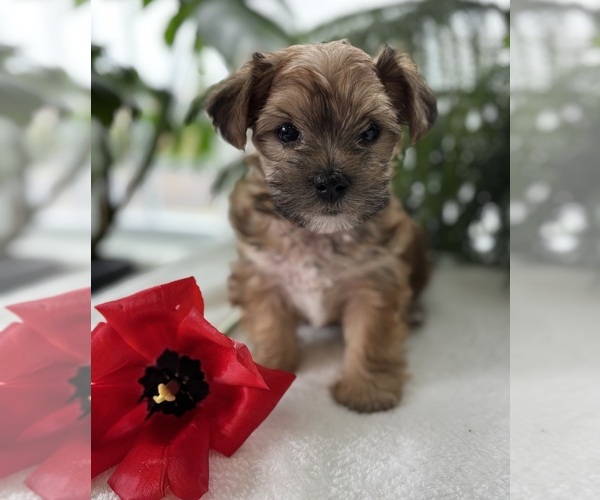 Medium Photo #4 Morkie Puppy For Sale in ROCK STREAM, NY, USA