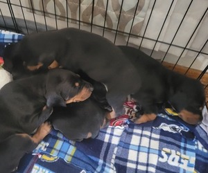 Doberman Pinscher Puppy for Sale in CHULA VISTA, California USA