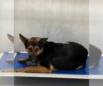 Small German Shepherd Dog Mix