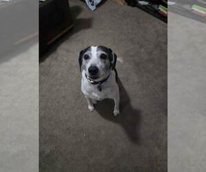 Skeeter - Male Beagle Dog for Adoption - Photo #6