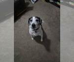 Small #5 Beagle