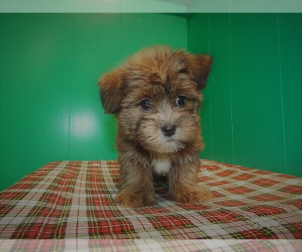 Medium Photo #2 Shorkie Tzu Puppy For Sale in PATERSON, NJ, USA