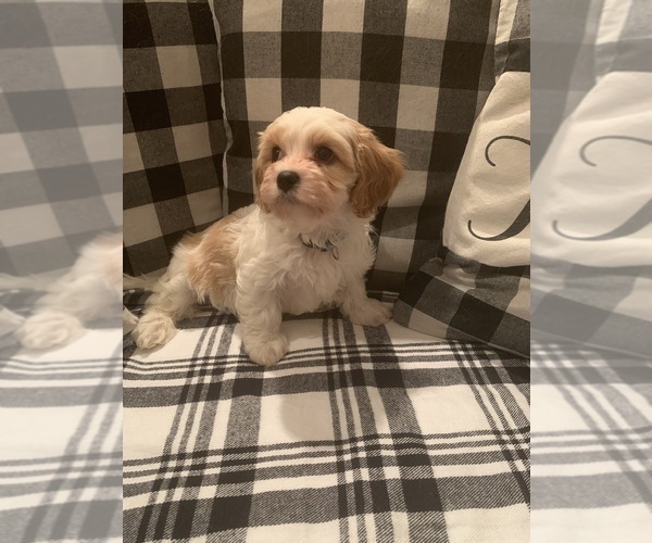 Medium Photo #12 Cavachon Puppy For Sale in ENGLISHTOWN, NJ, USA