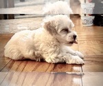 Puppy Jack Maltipoo