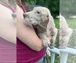 Small Photo #126 Great Dane Puppy For Sale in SPRAGGS, PA, USA